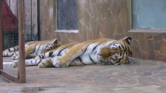 Ялта Зоопарк (часть 1). Yalta Zoo (part 1). смотреть онлайн