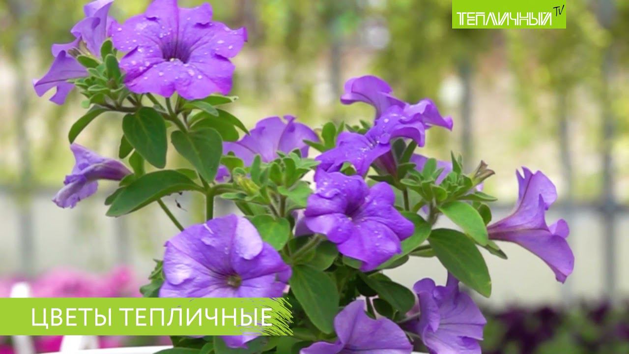 Цветочная рассада от "Тепличного" смотреть онлайн