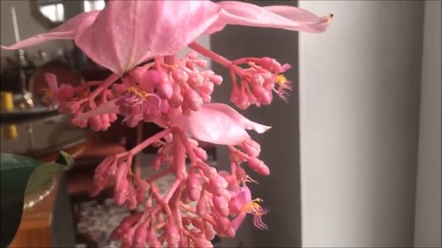 Medinilla Magnifica   , Medinilla Hauspflege, Home Care