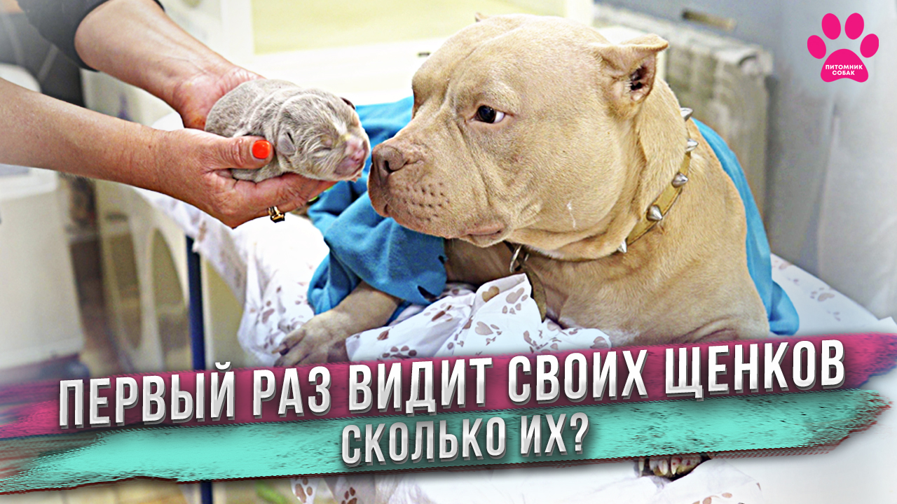 Собака увидела своего щенка впервые! Столько щенков мы не ожидали! Все в клинике очень удивлены! смотреть онлайн
