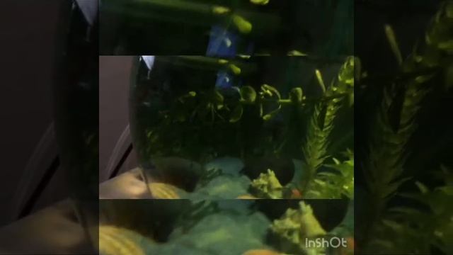 Рассечение хвоста у рыб и плавников смотреть онлайн