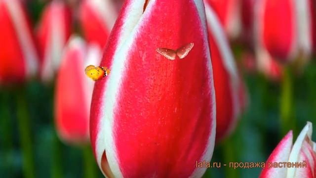 Тюльпан гибридный Кэнди Эппл Дилайт ? обзор: как сажать, луковицы тюльпаны Кэнди Эппл Дилайт смотреть онлайн