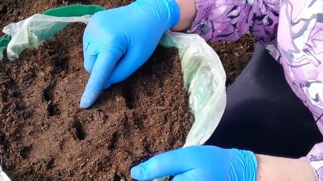 ПЕТУНИЯ правильная посадка на ПМЖ. Преобразование старого кашпо смотреть онлайн