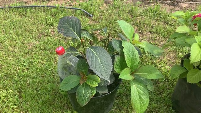 Гортензия крупнолистная Эндлесс Саммер Саммер Лав! смотреть онлайн