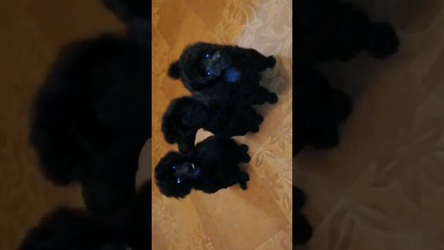 щенки той и мини пуделя 2 мальчика и 1 девочка (2 месяца) смотреть онлайн