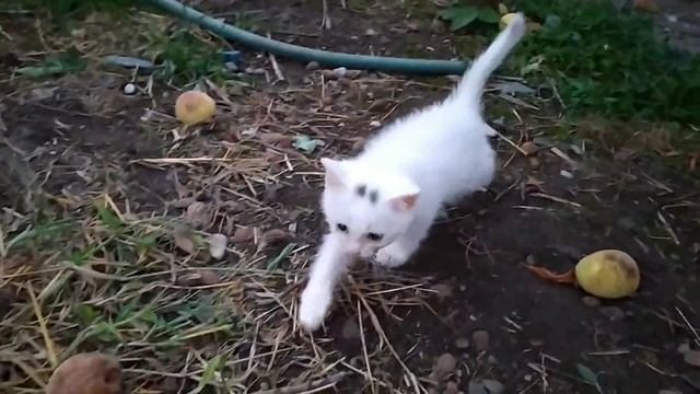 Отрезали пальцы и выкинули кошку ведь она уже не красива.