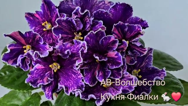 АВ-Волшебство. Коллекция Кухня Фиалки 🐇❤️ смотреть онлайн