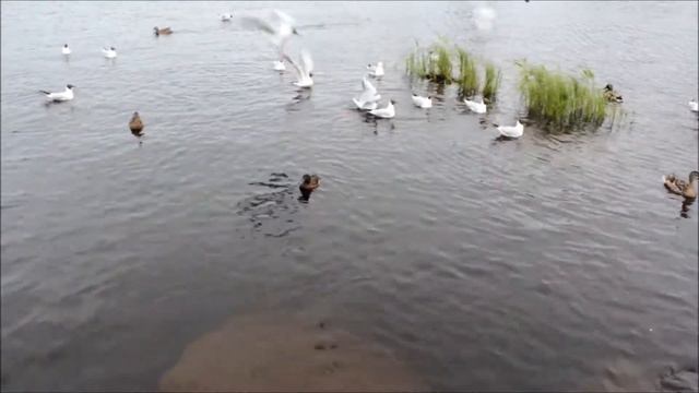 Вдоль реки гуляли утки... смотреть онлайн