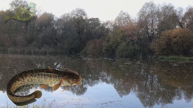 Как ловить сома 90 кг+? Как ловить крупного сома? Секреты ловли сома. смотреть онлайн