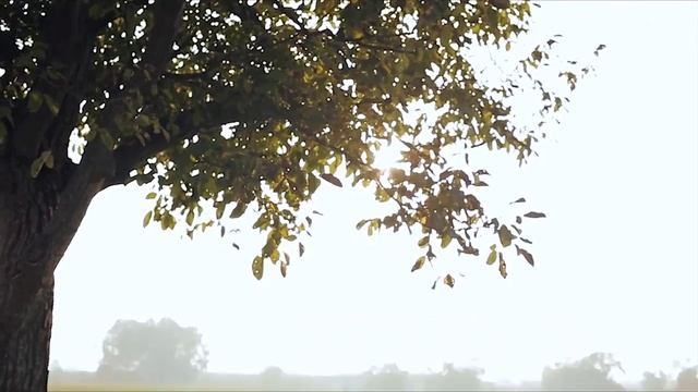 Как производят и делают настоящую итальянскую моцареллу. Короткая версия (полная по ссылке) смотреть онлайн