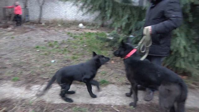 Маленький ЗАДИРА БЛЭК, сын ПРИЗРАКА. Щенок чёрной Немецкой Овчарки 3.5 месяца. смотреть онлайн