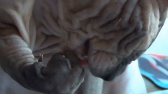 Мой Кот Умывается) смотреть онлайн