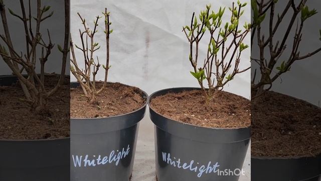26.03.2023 г. Новинки метельчатых гортензий в мою коллекцию смотреть онлайн