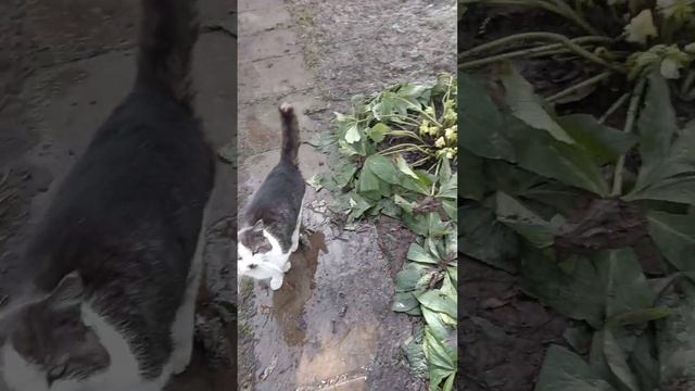 Цветок морозник смотреть онлайн