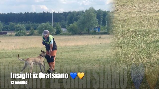 Belgian malinois Insight iz Gratsiano - obedience training смотреть онлайн
