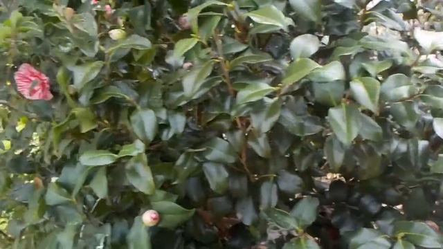 2014.03.22 椿と雪柳 Camellia japonica & Spiraea thunbergii смотреть онлайн