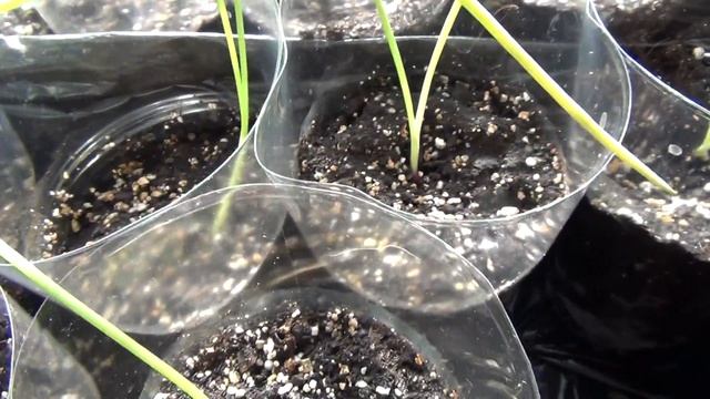 DIY: Рассада ЛУКА КРЫМСКОГО НА 22 04 2018, Как Посадить смотреть онлайн