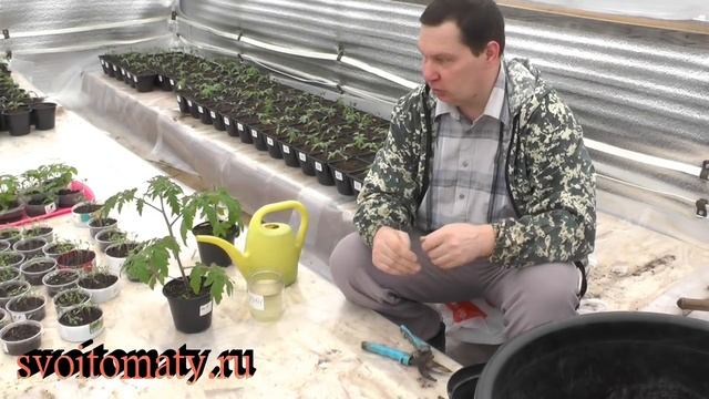 Рассада переросла, что делать? смотреть онлайн