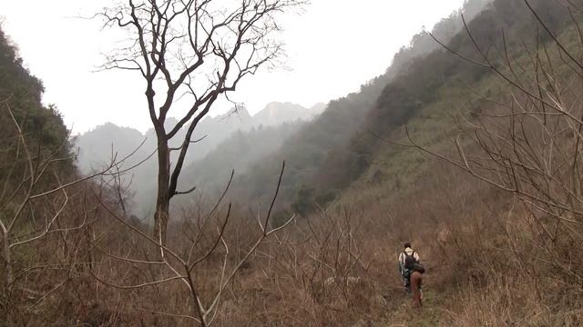 In Search of the Wild Panda, Sichuan China, tracking giant pandas смотреть онлайн