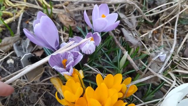 Поют скворцы и цветут цветы в апреле смотреть онлайн