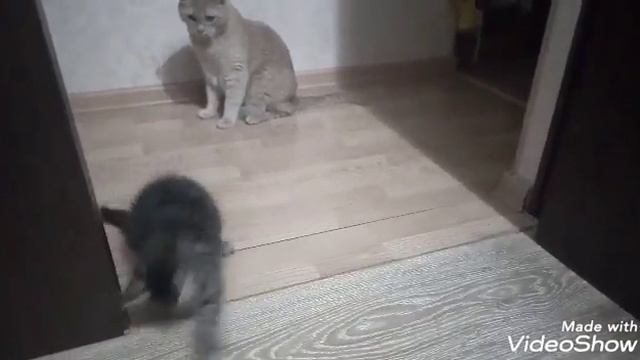 ХОРОШАЯ ИГРУШКА ДЛЯ КОТЯТ смотреть онлайн