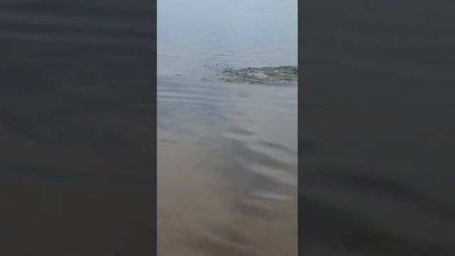 Шардара Лысая гора не плохой улов. смотреть онлайн