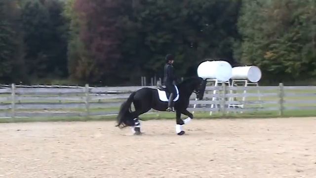 For Sale!! Friesian Stallion Son Of Teade 392