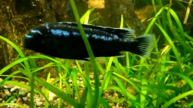 Labidochromis chisumulae fighting females смотреть онлайн