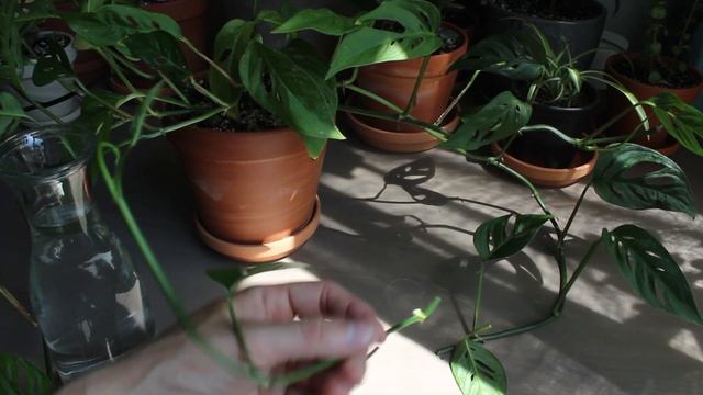 How To Propagate Monstera Adansonii | Swiss Cheese Vine смотреть онлайн