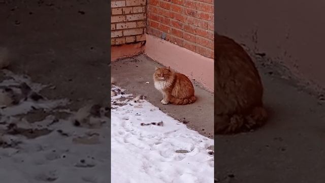 ?Красивая рыжая киса?#Shorts ? смотреть онлайн