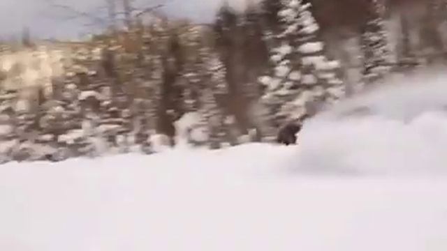 Лось в снегу смотреть онлайн