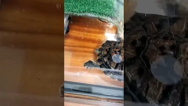 как я кормлю своих черепашек?#реки #рекомендации #рек #вкусно #черепахи #красноухиечерепахи смотреть онлайн