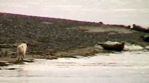 Охота на тюленей