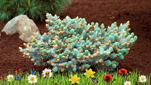 Ель колючая (st. mary`s broom) ? Обзор: посадка и уход. крупномеры ели : описание и особенности смотреть онлайн