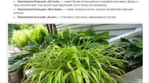 Хаконехлоя (Hakonechloa) в дизайне сада