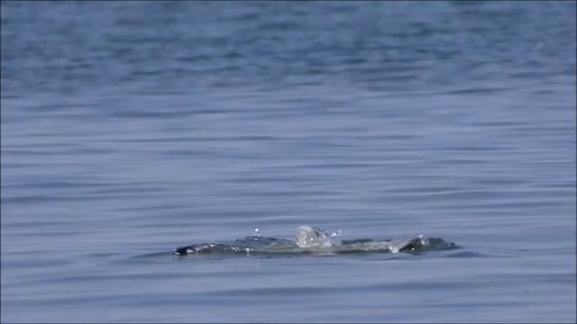 Seagull. Крик чаек. Чайки. Шум моря. Звуки природы. Чайки на море смотреть онлайн