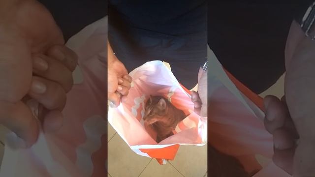 А потом суп с котом!