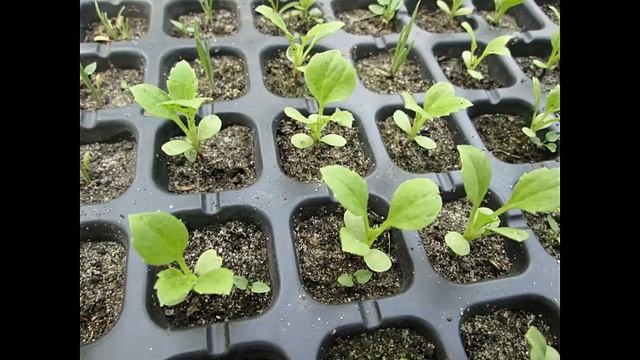 Выращивание рассады астры из семян без пикировки От посева до цветения смотреть онлайн