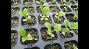 Выращивание рассады астры из семян без пикировки От посева до цветения