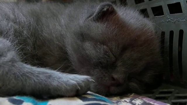 СПОКОЙНОЙ НОЧИ СЛАДКИХ СНОВ ТЕБЕ ОТ КОТЁНКА