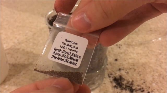 Rainbow Eucalyptus Seeds  EBay