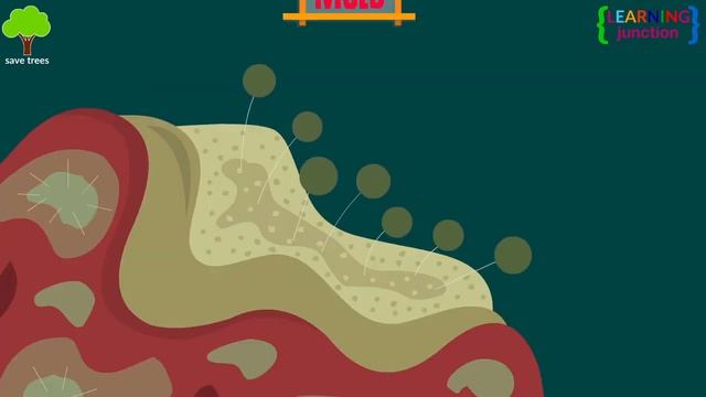 Fungus | Microorganism | Introduction to Fungus | What are Fungi | Biological Classification- Fungi смотреть онлайн