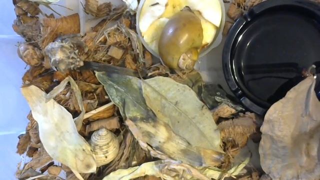 Жизнь раков смотреть онлайн