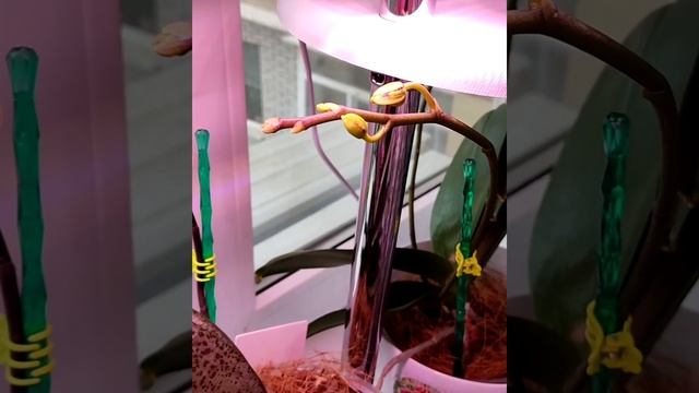 почему у орхидеи желтеют и опадают бутоны? ответ в описании и видио рекомендую посмотреть. смотреть онлайн