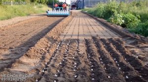 Тракторная чесночная сеялка (сажалка для чеснока)