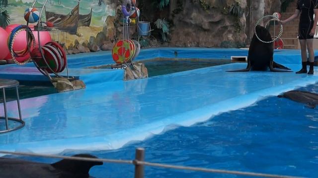 Влог Дельфинарий Немо Шоу дельфинов Дельфины Белые киты Морской котик Морской лев смотреть онлайн