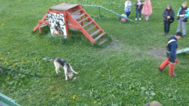 СДП - "Орехово". Соревнования по ЗКС среди профи. Охрана вещи (спинка от стула). 22.05.2016. смотреть онлайн