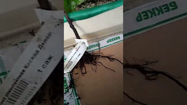 Осторожнее покупайте уцененные растения! смотреть онлайн