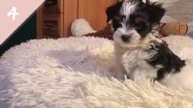 Щенки Бивера Девочки