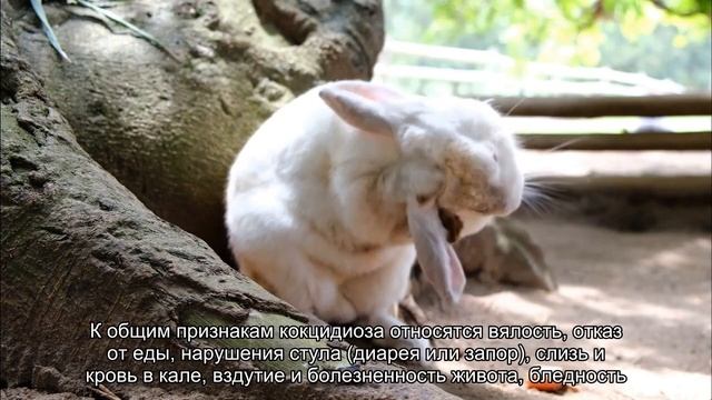 Кокцидиоз у кроликов смотреть онлайн